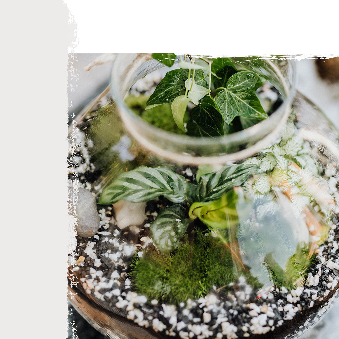 Terrarium Workshop - Sofia 27th April