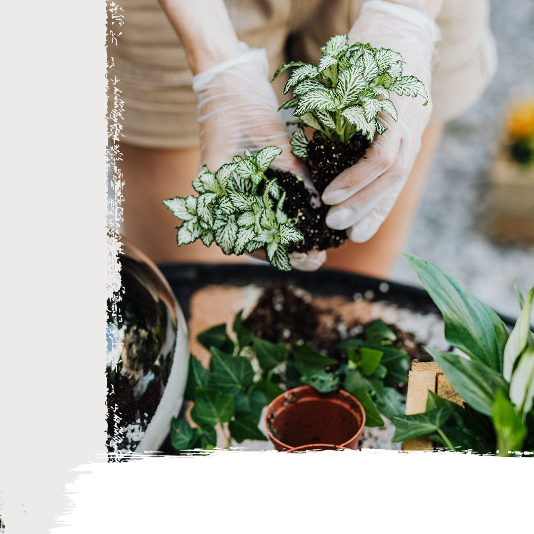 Terrarium Workshop - 8th June Sofia