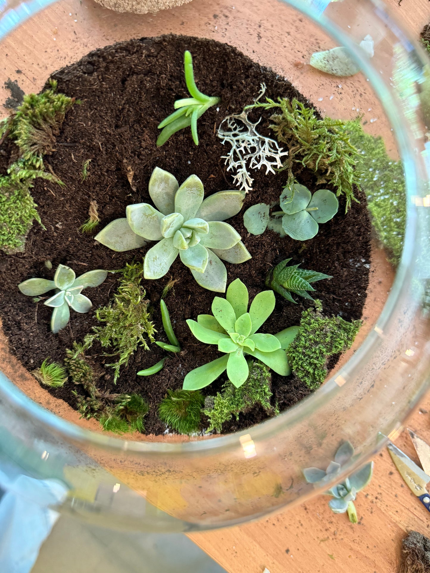 Terrarium Workshop - 2nd August Sofia