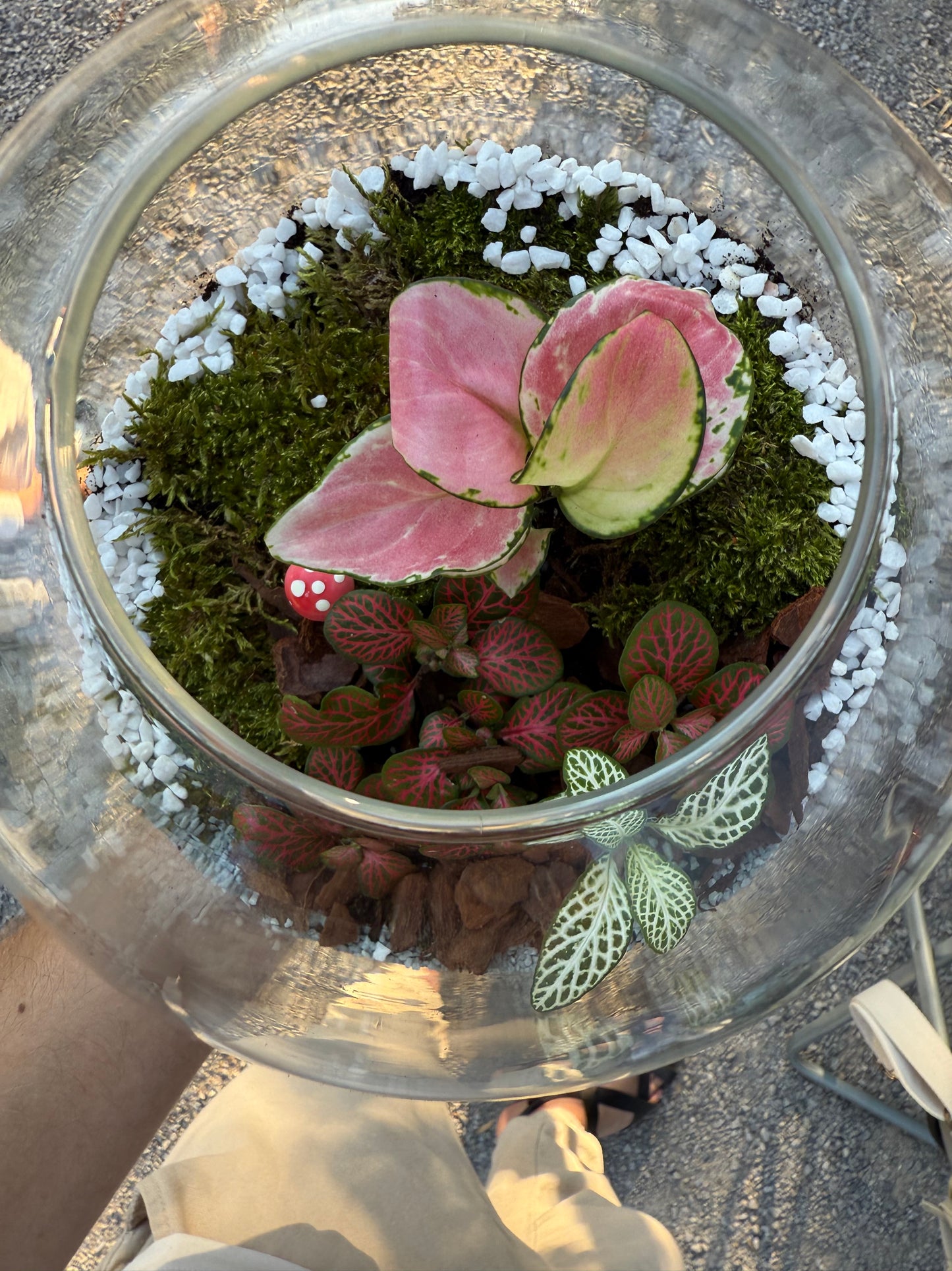 Terrarium Workshop - Online Cource