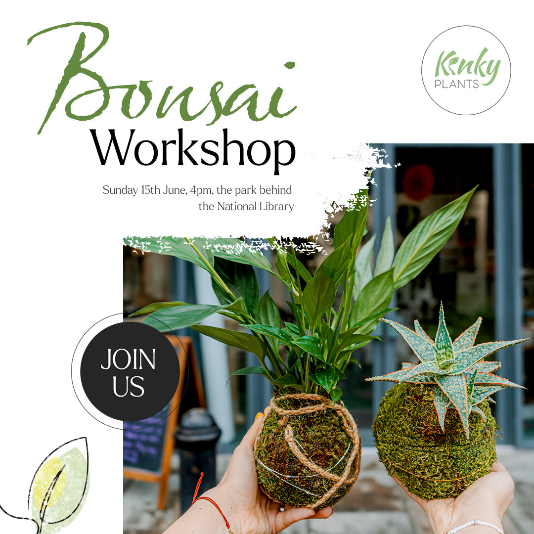 Bonsai Workshop - 15th June Sofia