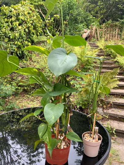 Aerial Root Propagation Tube