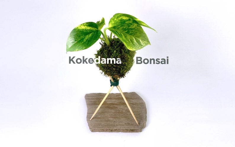 Kokedama bonsai