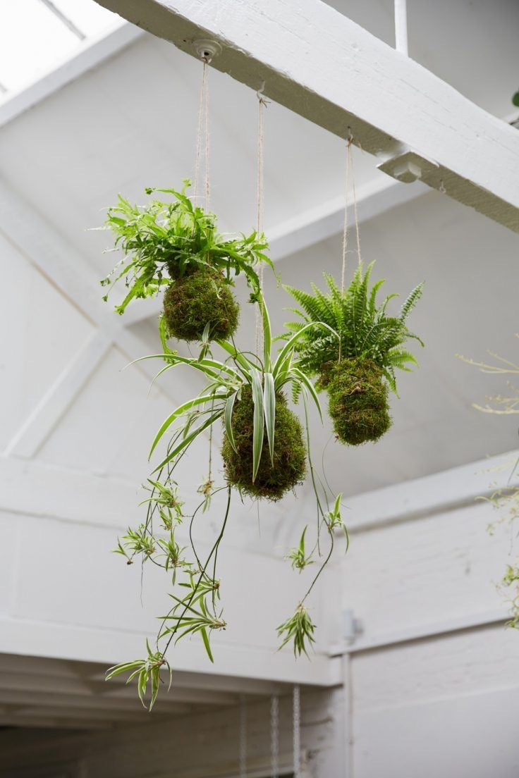 Kokedama Plant Care: A Guide to Nurturing Nature's Green Delights ...