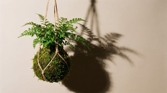 Kokedama Plant Care: A Guide to Nurturing Nature's Green Delights