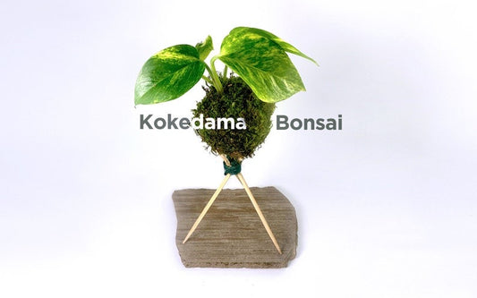 Kokedama Plant - Variegated Golden Pothos - Moss Ball Plant Bonsai (Ideal gift)