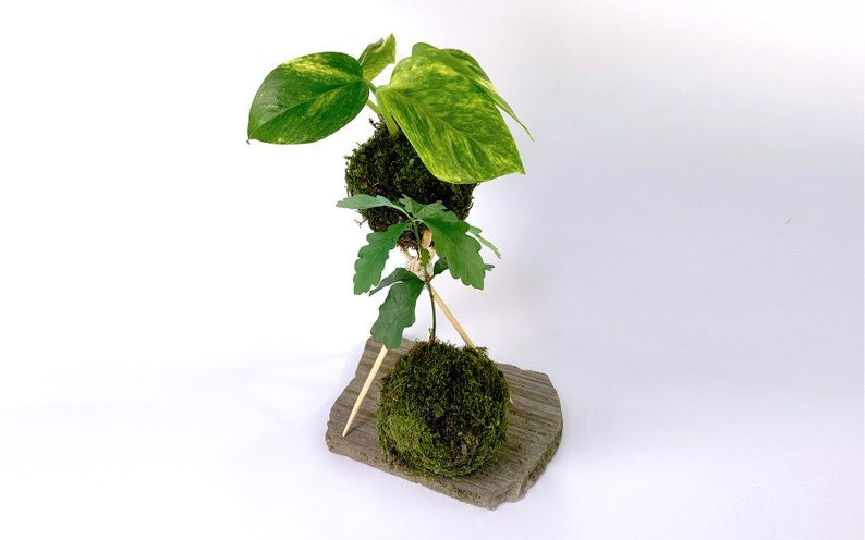 Kokedama Plant - Variegated Golden Pothos - Moss Ball Plant Bonsai (Ideal gift)