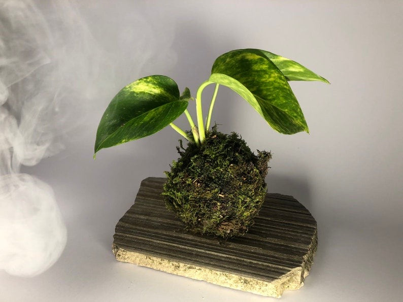 pothos kokedama Kokedama Plant