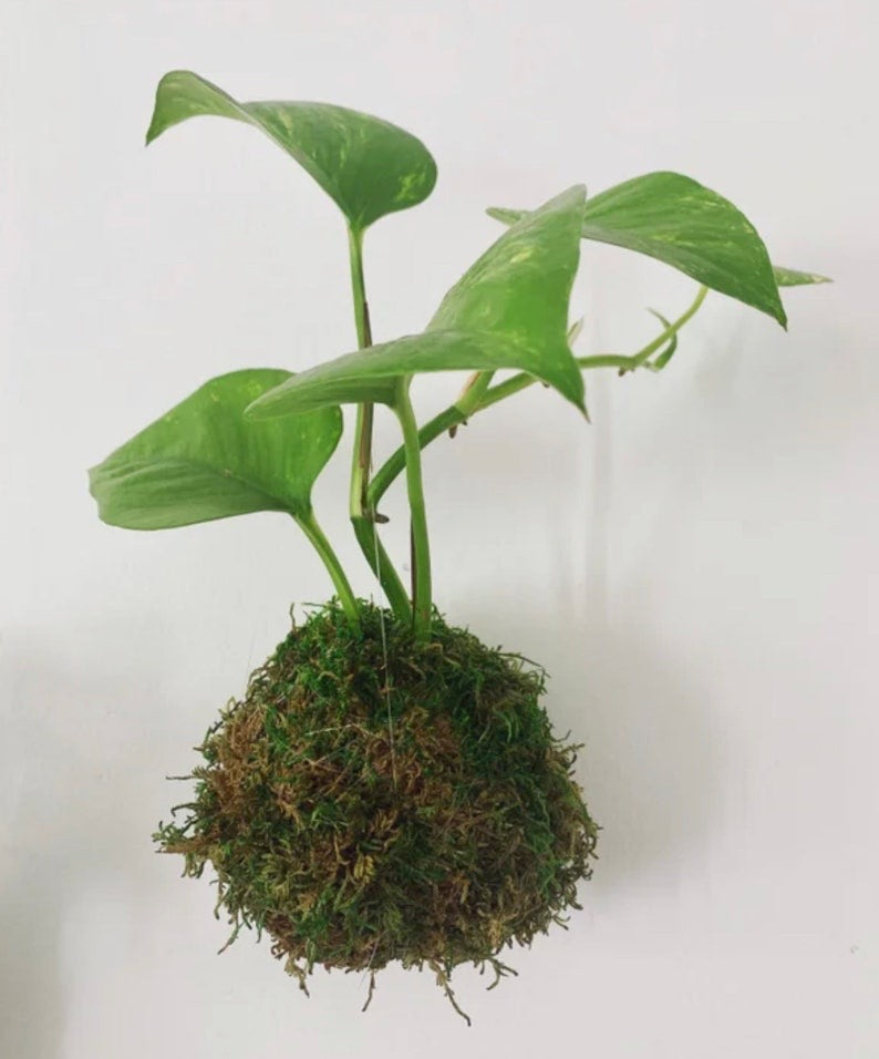 Kokedama Plant - Variegated Golden Pothos - Moss Ball Plant Bonsai (Ideal gift)