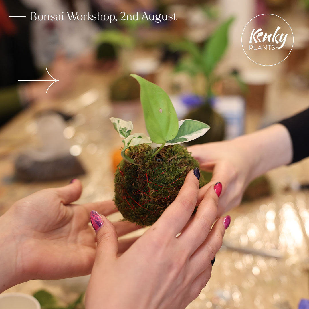 Bonsai Workshop - Kokedama (by Kinky Plants) vol 2