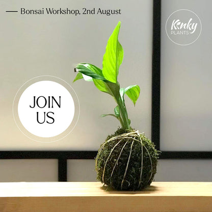 Bonsai Workshop - Kokedama (by Kinky Plants) vol 2