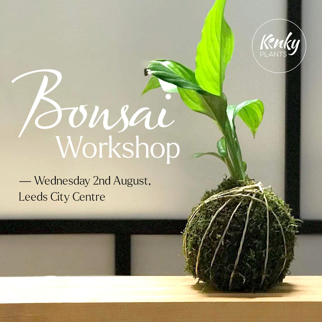 Bonsai Workshop - Kokedama (by Kinky Plants) vol 2