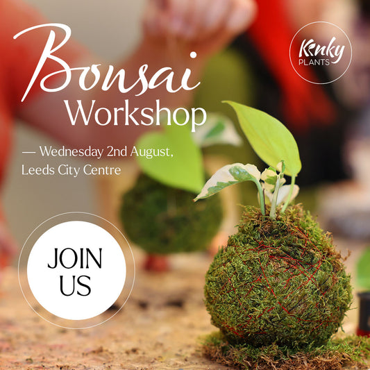 Bonsai Workshop - Kokedama (by Kinky Plants) vol 2