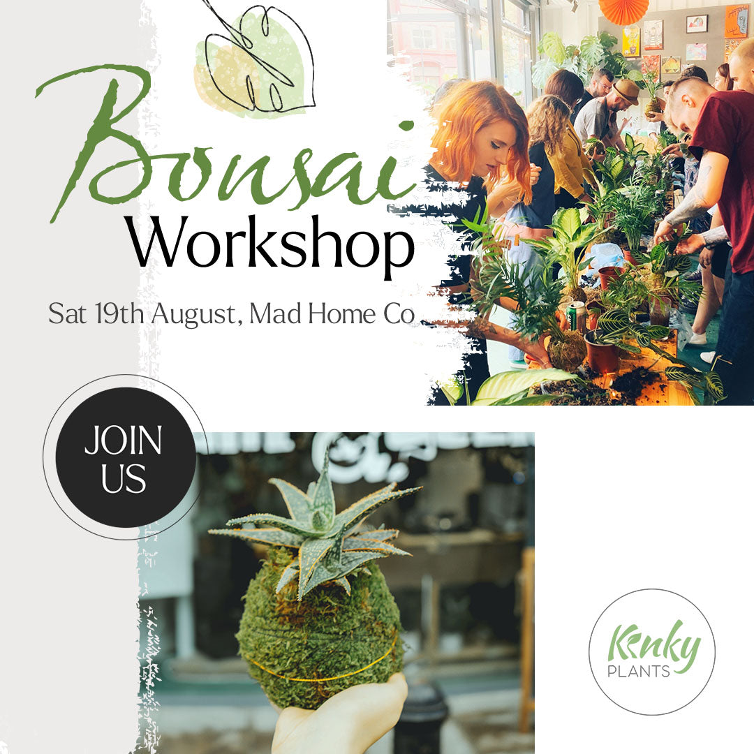 Bonsai Workshop - Kokedama (Blackburn) vol 1