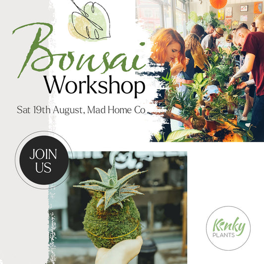 Bonsai Workshop - Kokedama (Blackburn) vol 1