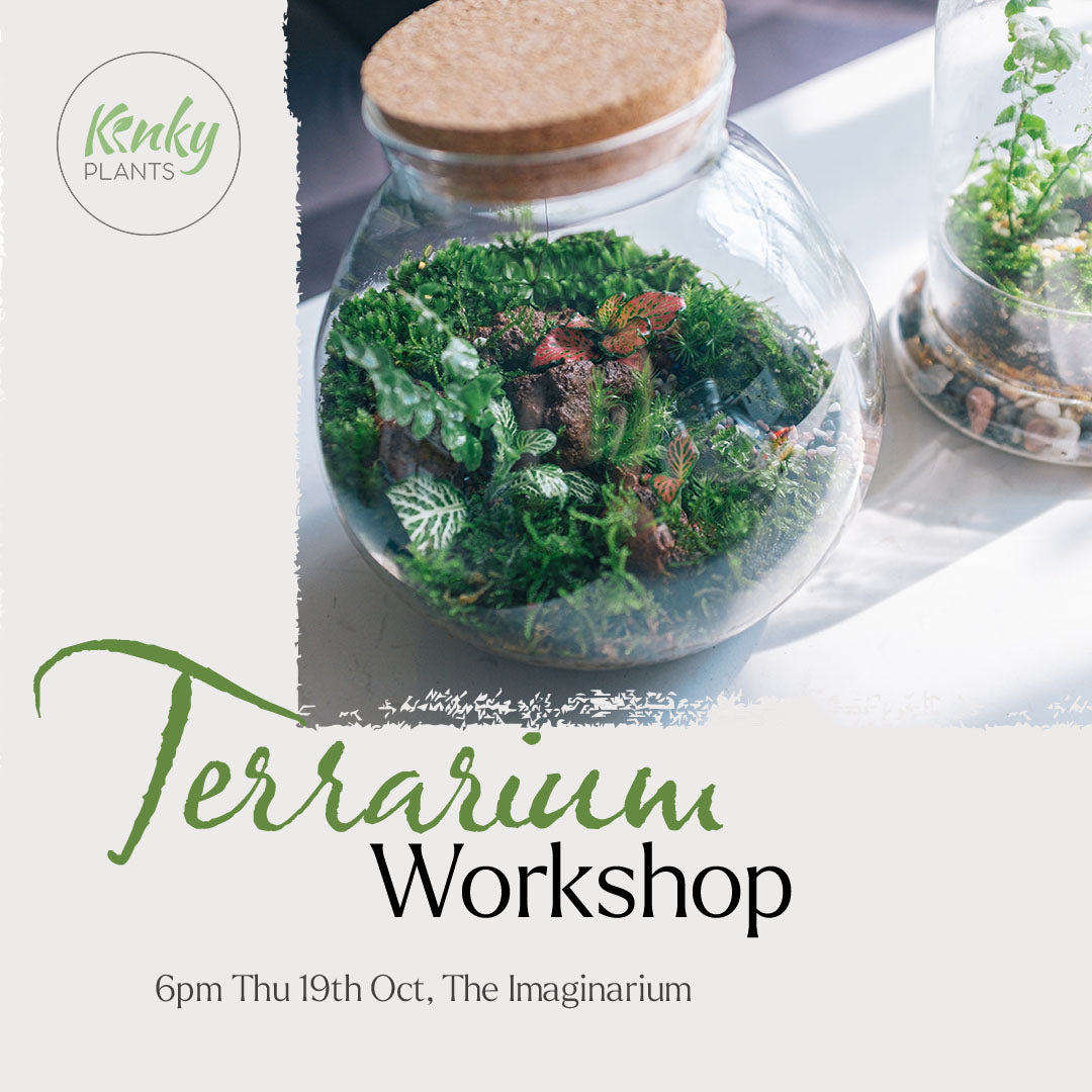 Terrarium Workshop - Leeds Vol. 1