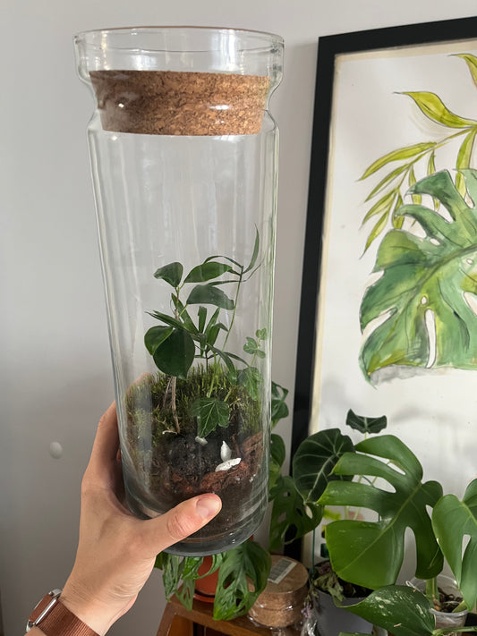 Terrarium Glass Container - Cork Top