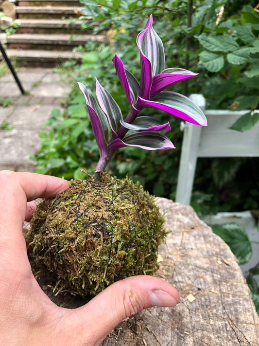 Kokedama Plant - Wondering Dude - Moss Ball Plant Bonsai (Ideal gift)