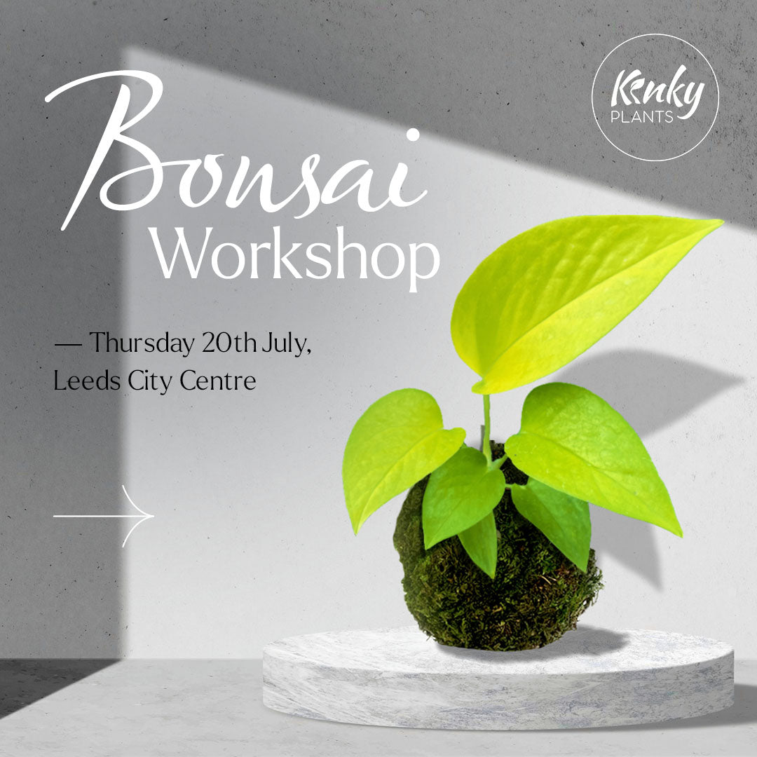 Bonsai Workshop - Kokedama (by Kinky Plants)