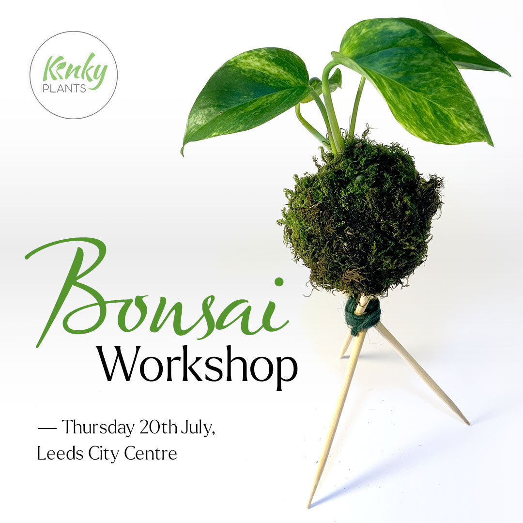 Bonsai Workshop - Kokedama (by Kinky Plants)