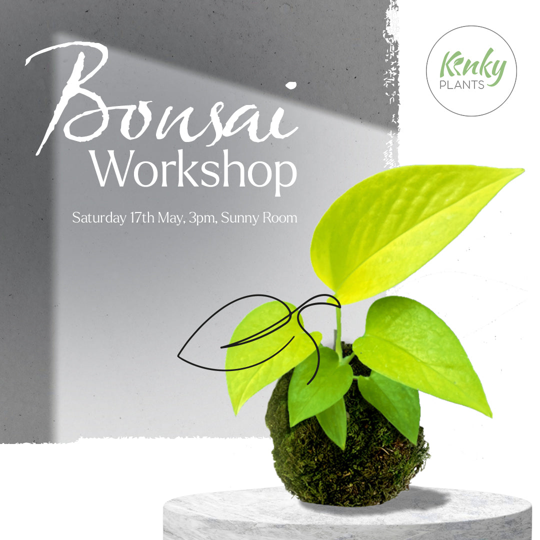Bonsai Workshop - 17th May Sofia