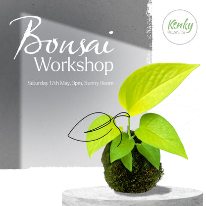 Bonsai Workshop - 17th May Sofia