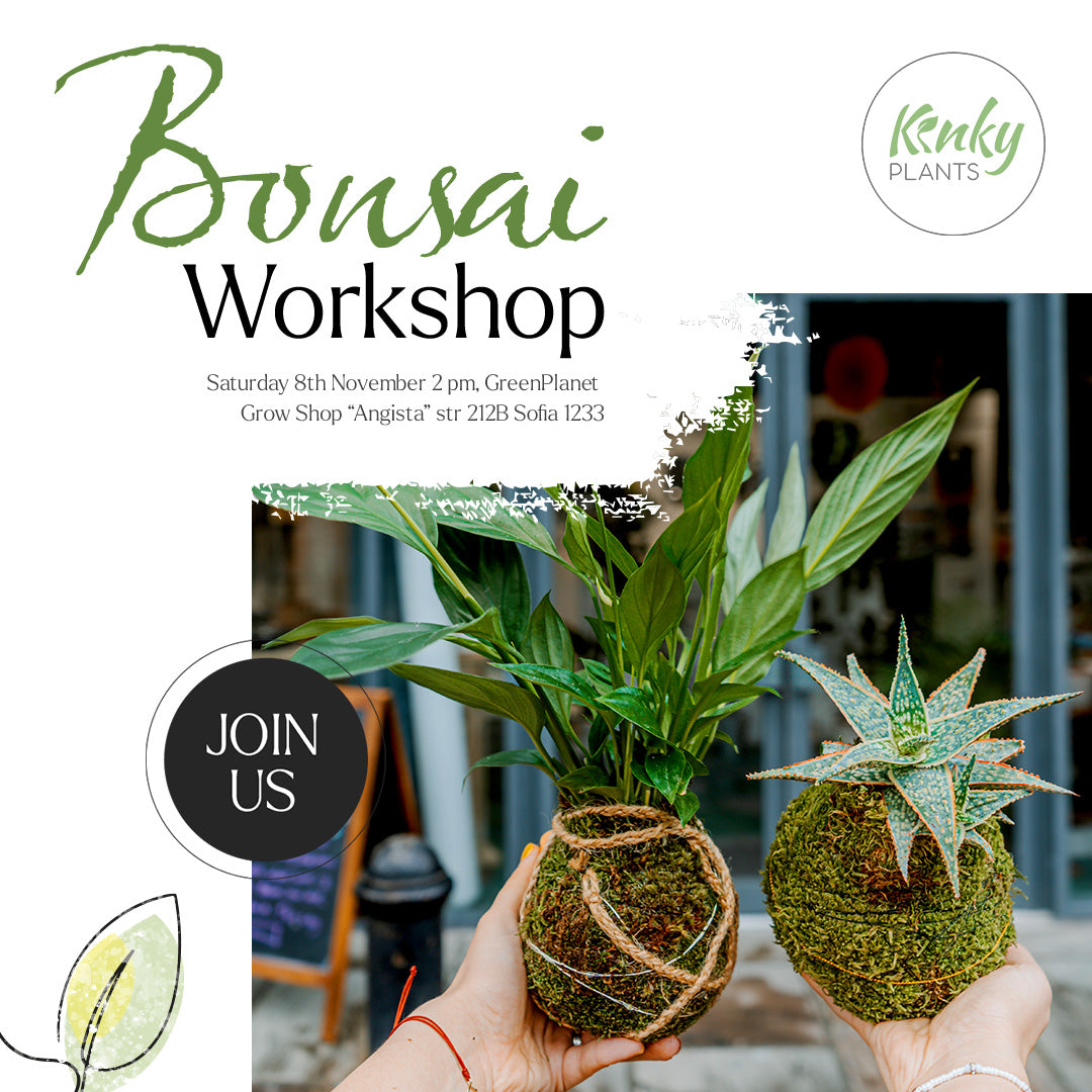 Bonsai Workshop - 8th November Sofia