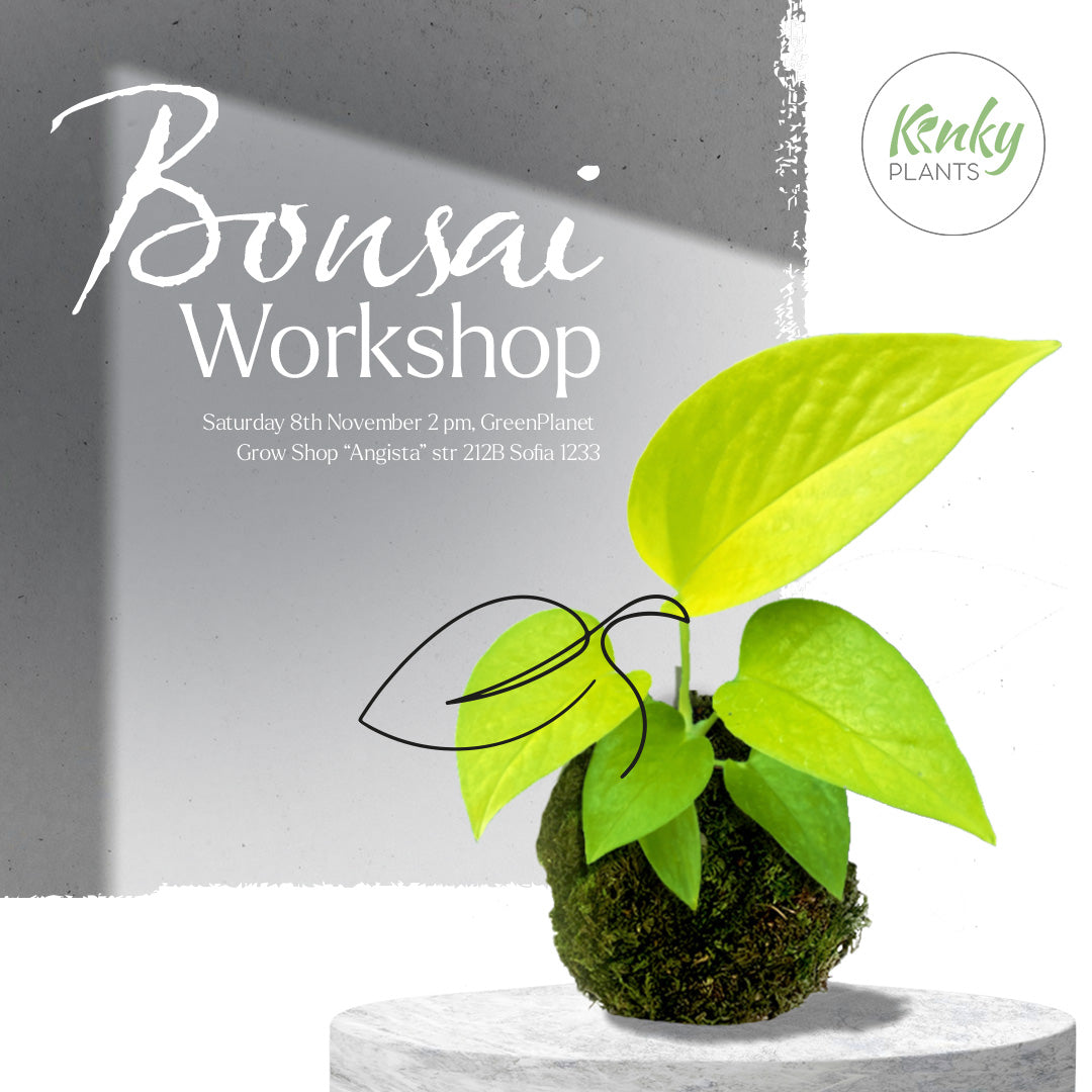 Bonsai Workshop - 8th November Sofia