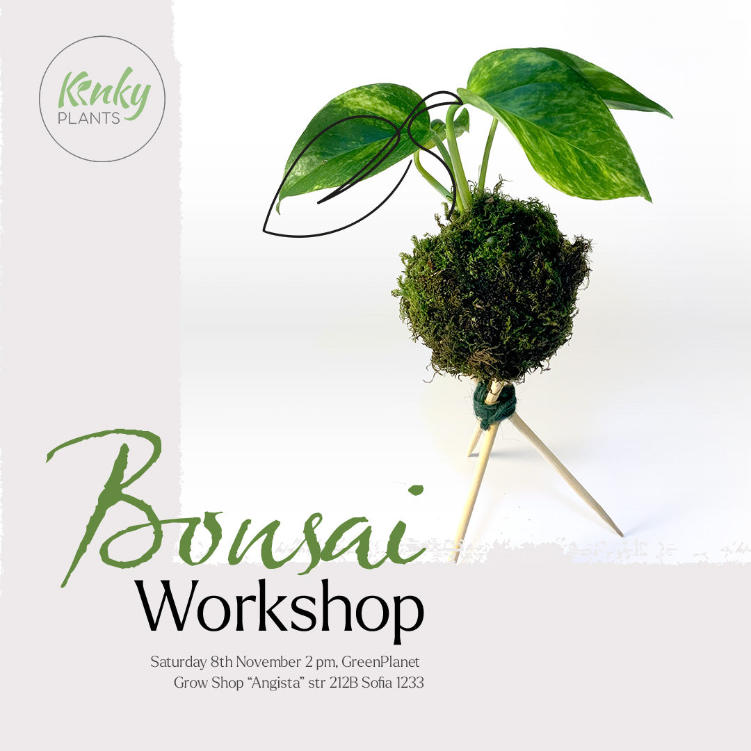 Bonsai Workshop - 8th November Sofia