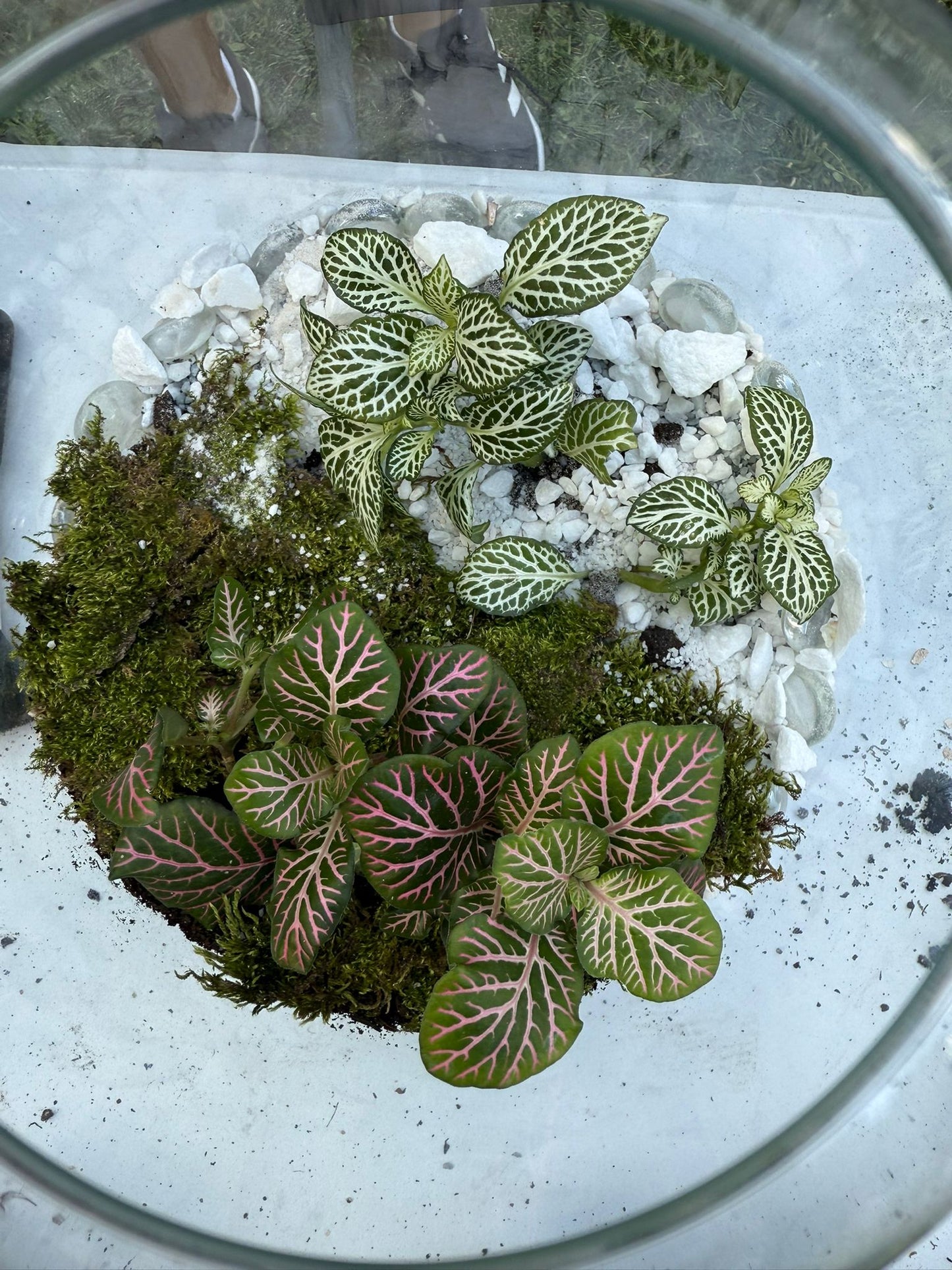Terrarium Workshop - 28th September Sofia