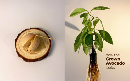 Sprouted Avocado and Mango Seeds