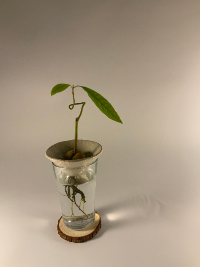 buy avocado seeds for planting Ceramics Handmade Propagation Cone – Kinky Plants