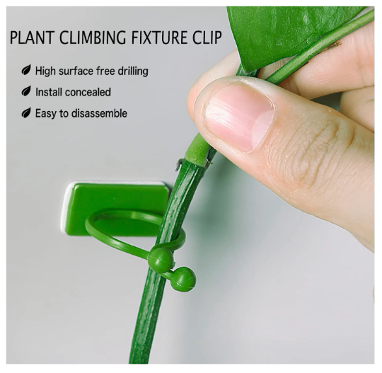 Clips for Climbing Plants (10 pieces) – Kinky Plants