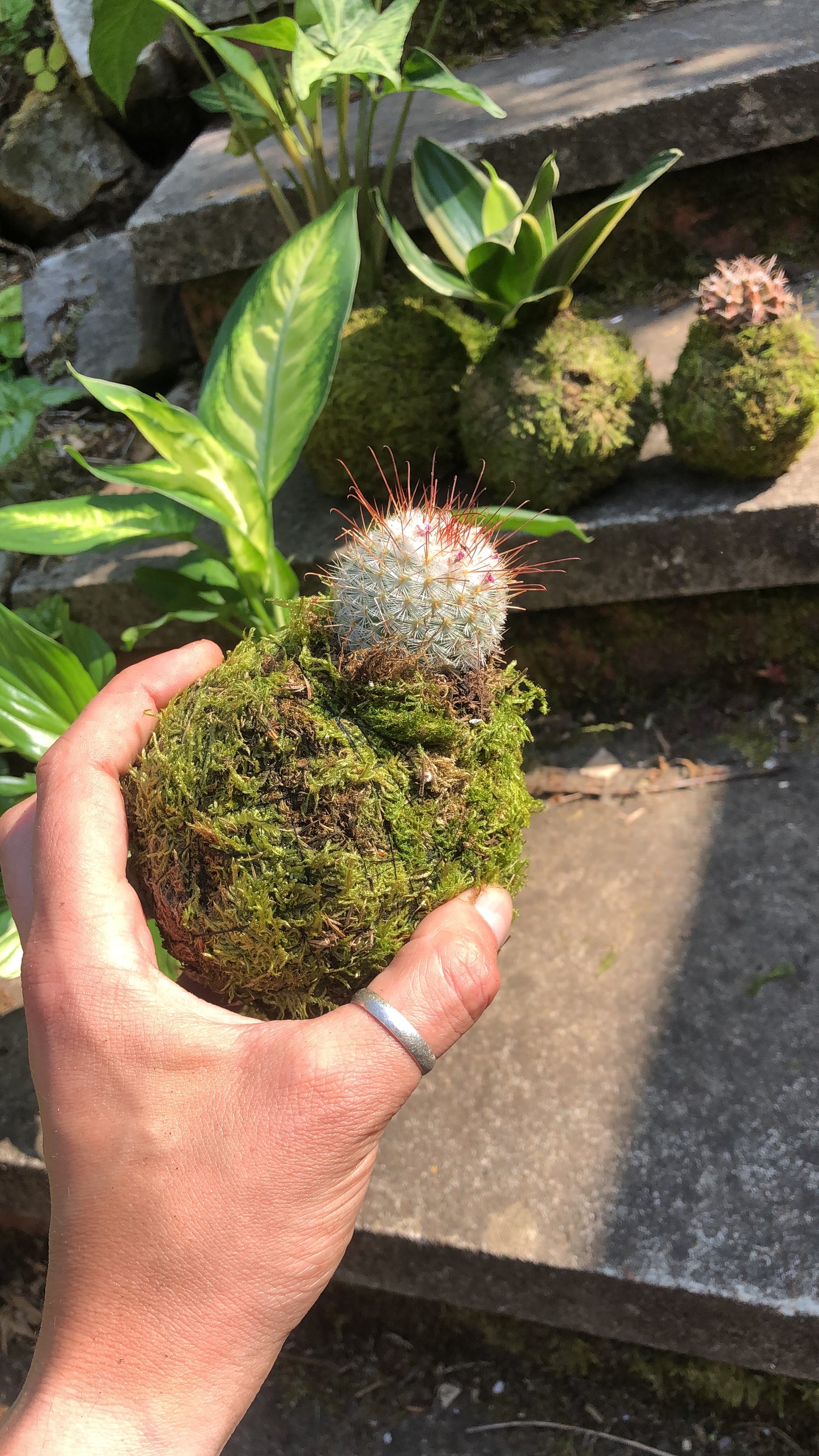 Kokedama Plant - Cactus - Moss Ball Plant Bonsai (Ideal gift)