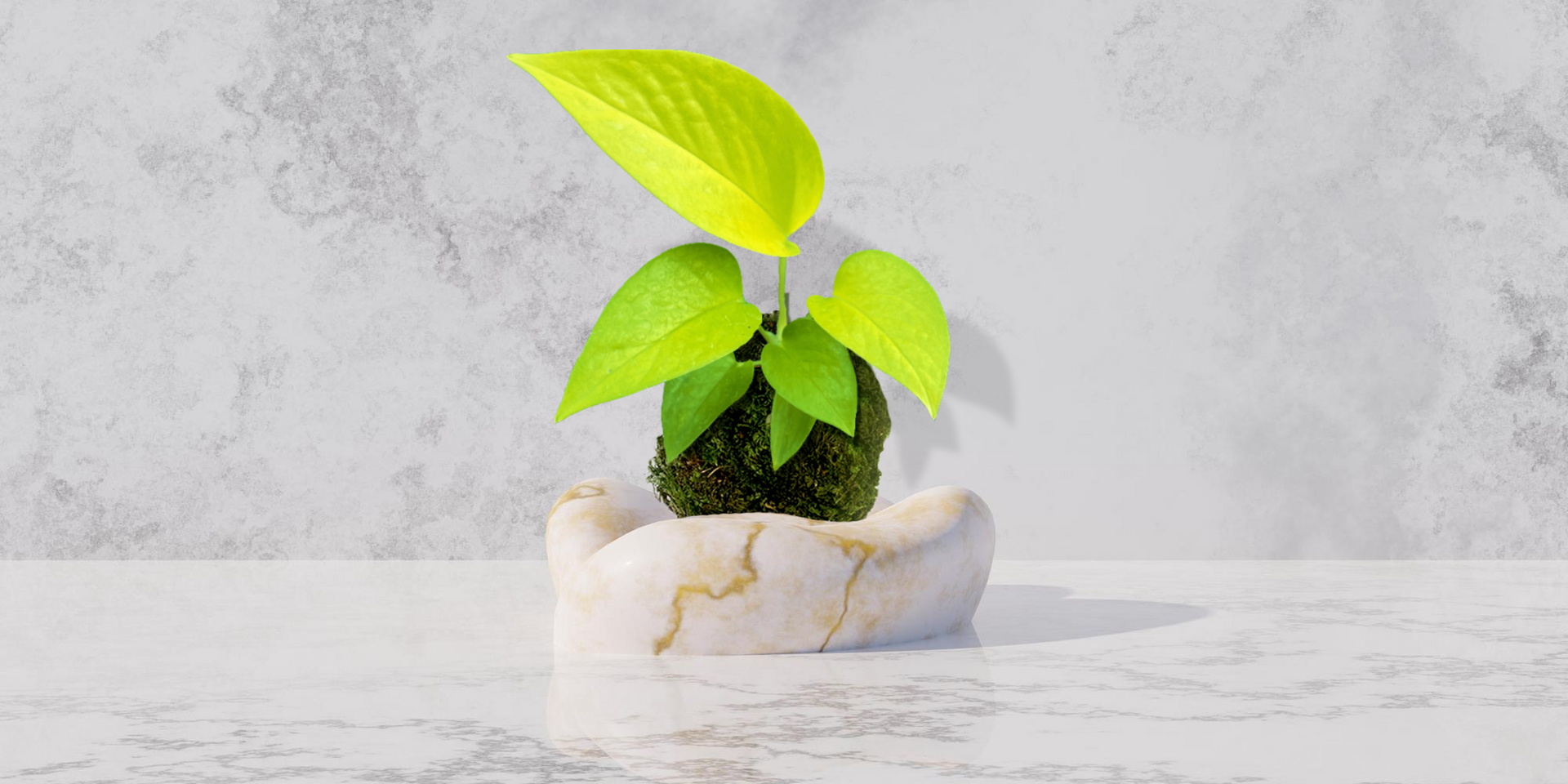 kokedama pothos Kokedama Plant