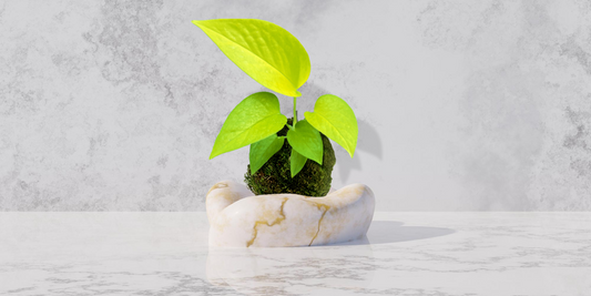 Kokedama Plant - Neon Pothos - Moss Ball Plant Bonsai (Ideal gift)