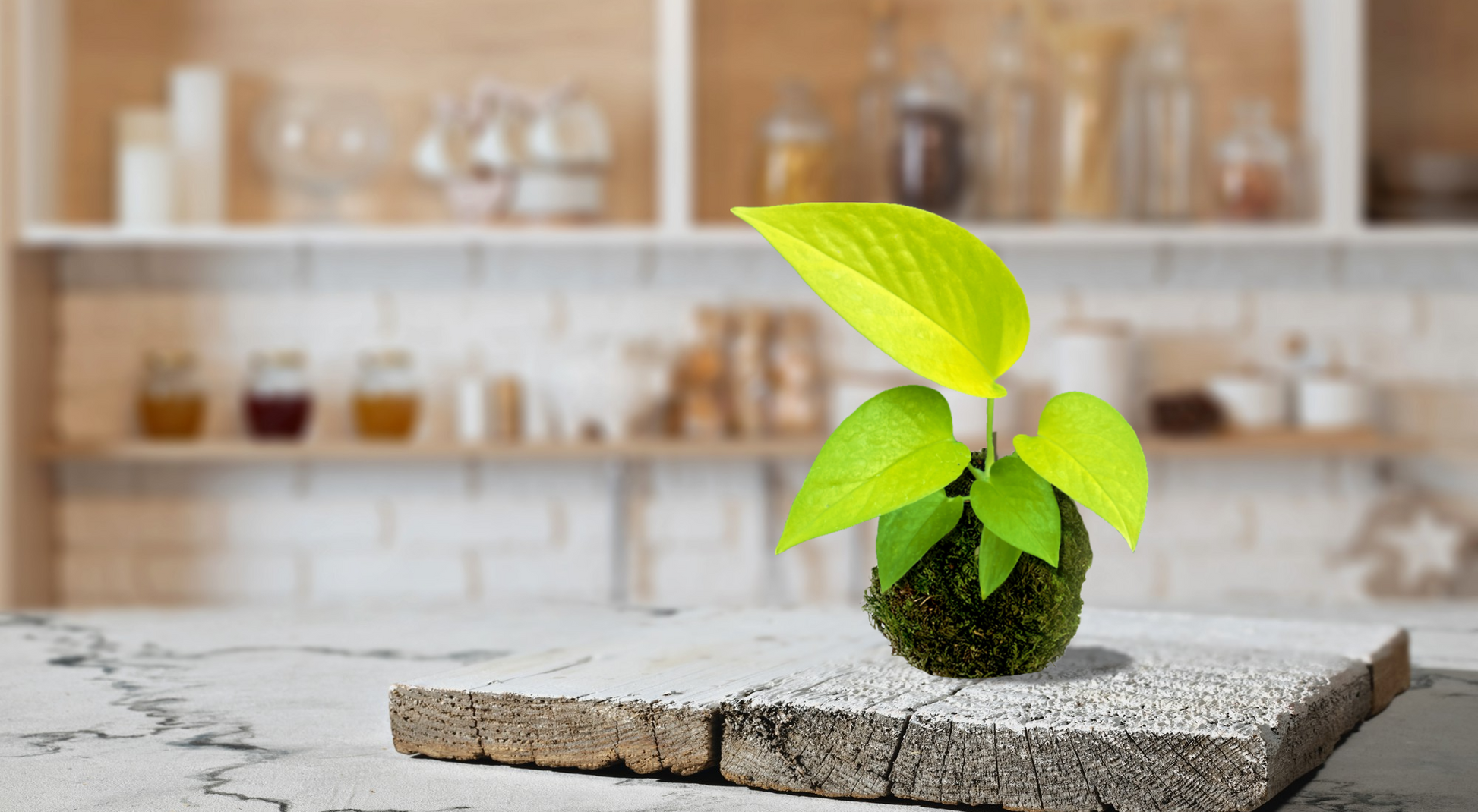pothos bonsai Kokedama Plant