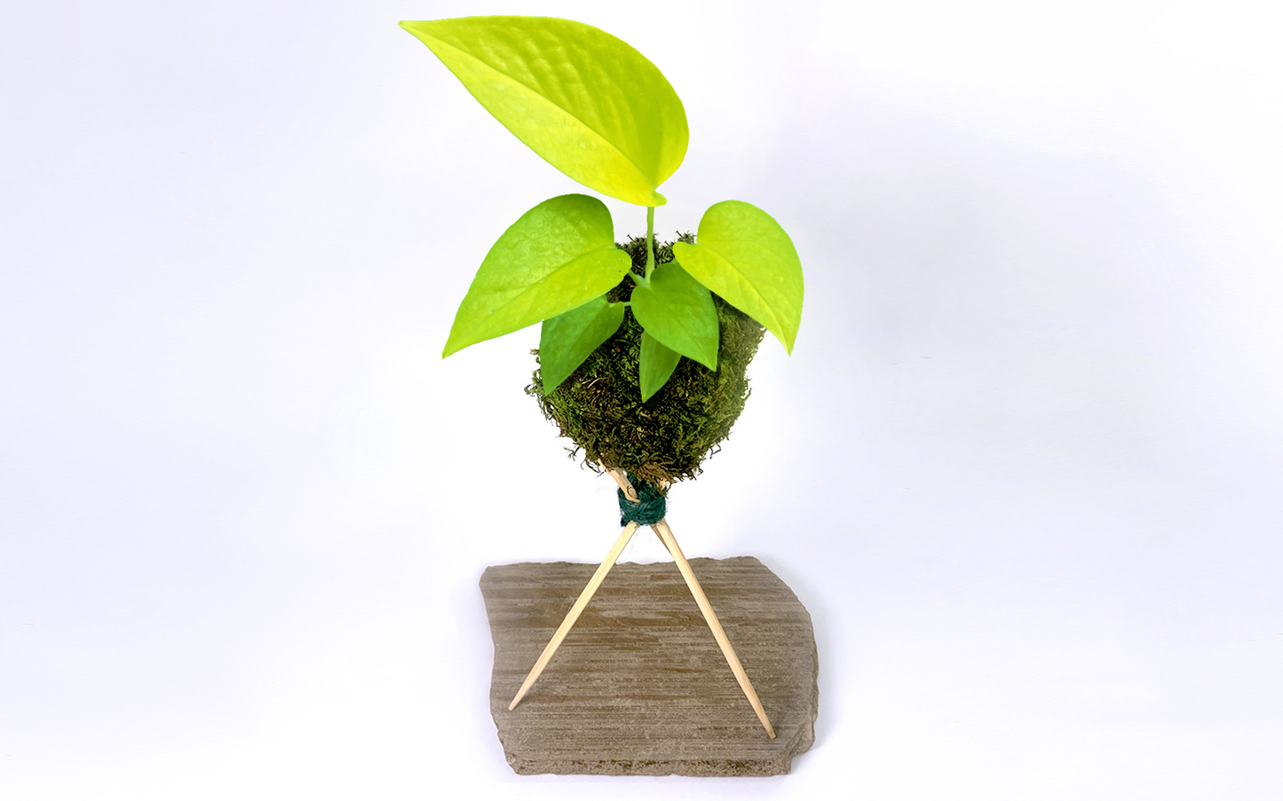 pothos kokedama Kokedama Plant