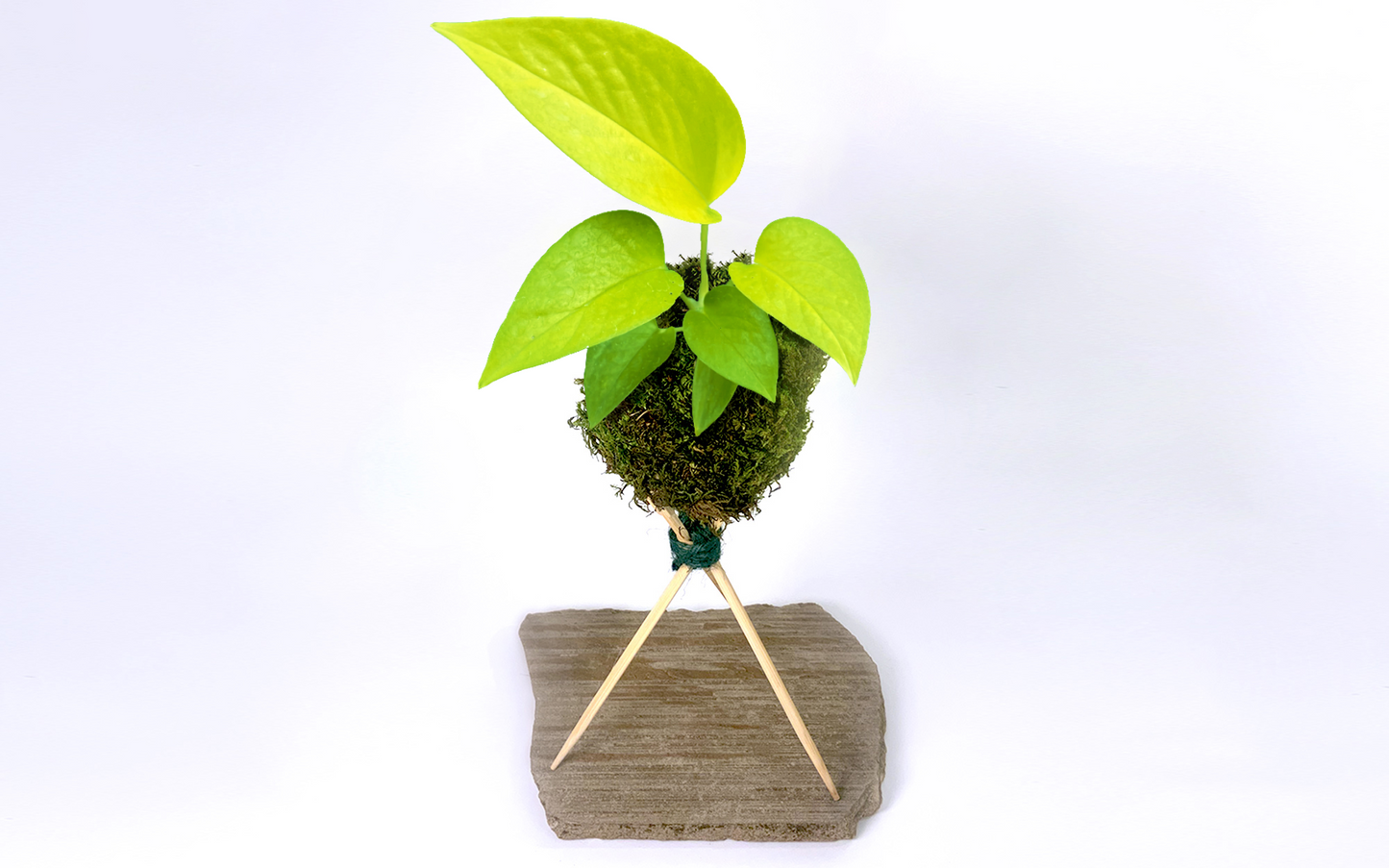 Kokedama Plant - Neon Pothos - Moss Ball Plant Bonsai (Ideal gift)