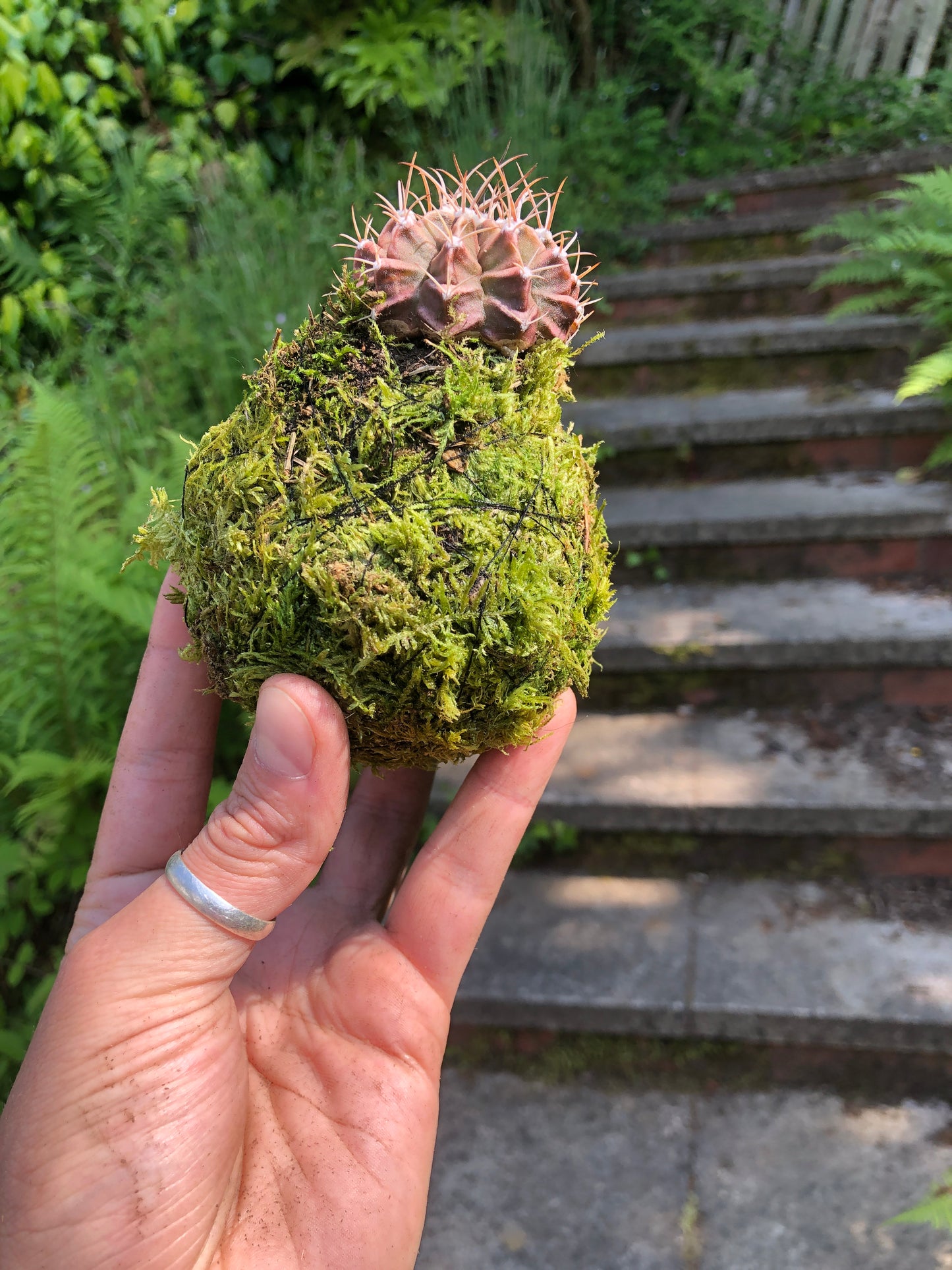 Kokedama Plant - Cactus - Moss Ball Plant Bonsai (Ideal gift)