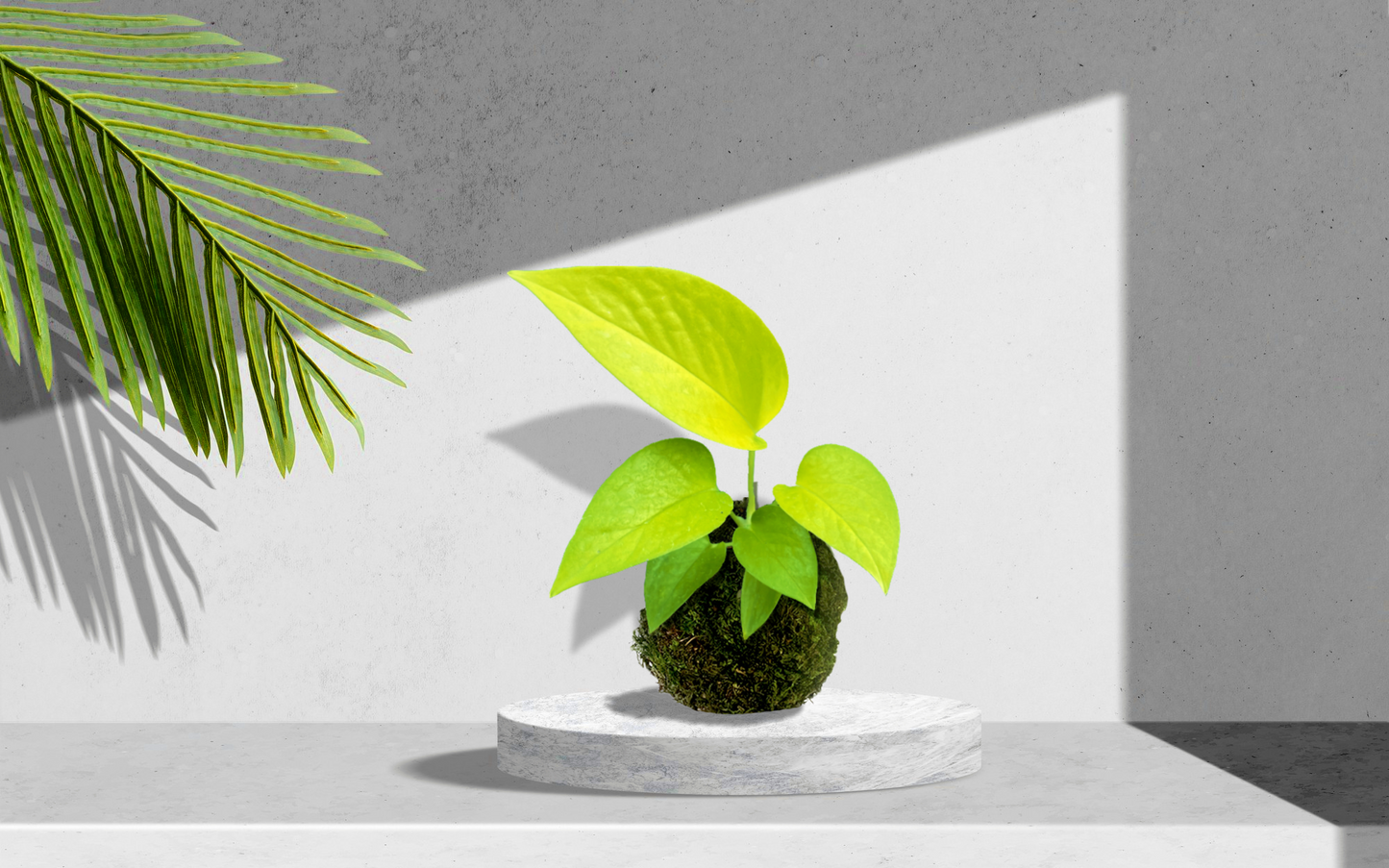 Kokedama Plant - Neon Pothos - Moss Ball Plant Bonsai (Ideal gift)