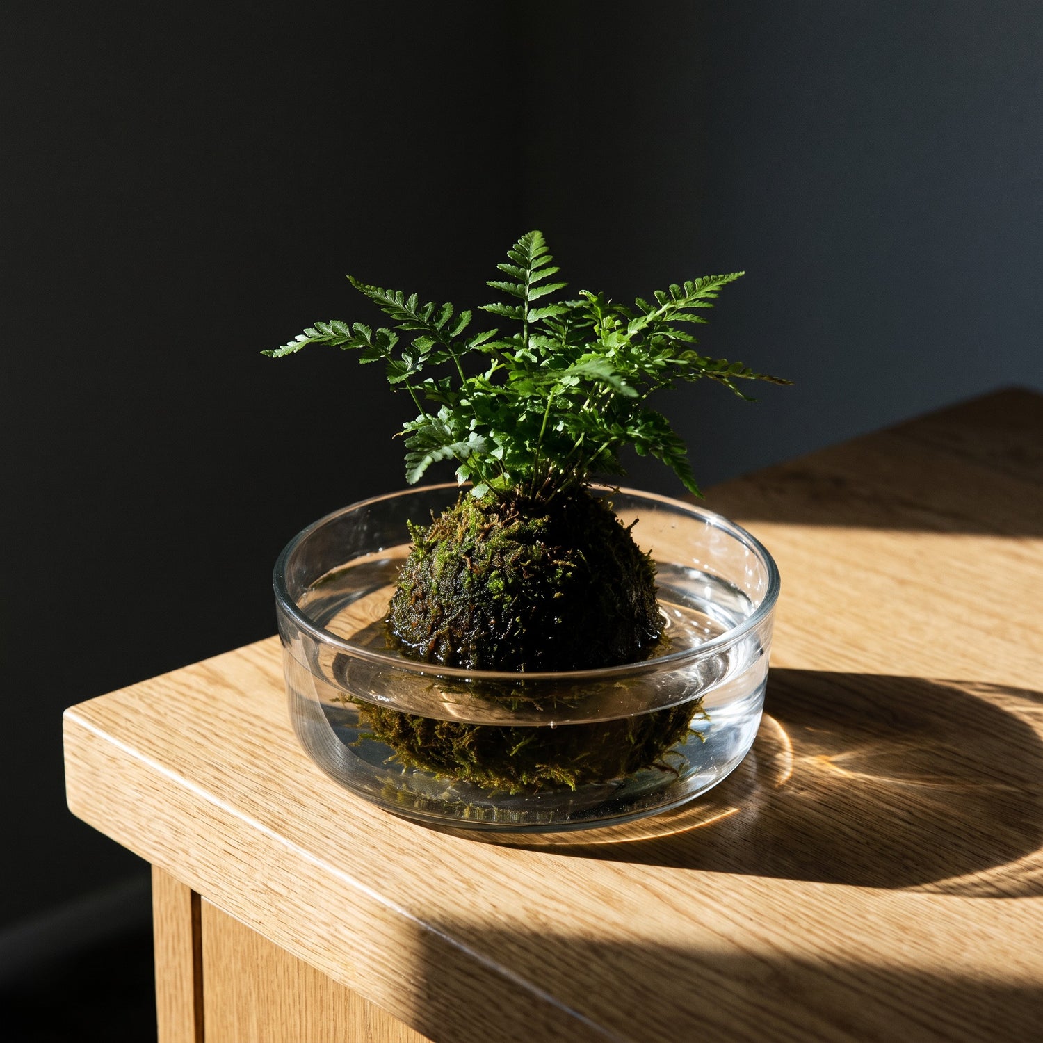 Kokedama moss ball soaking in a bowl of water