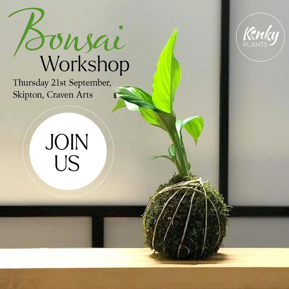 Bonsai Workshop - Kokedama (Skipton) vol 2