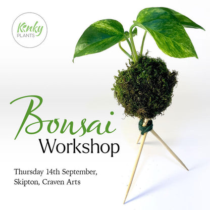 Bonsai Workshop - Kokedama (Skipton) vol 1