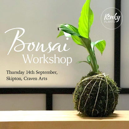 Bonsai Workshop - Kokedama (Skipton) vol 1